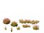 Calluna vulgaris -스카치 헤더