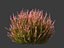 Calluna vulgaris -스카치 헤더