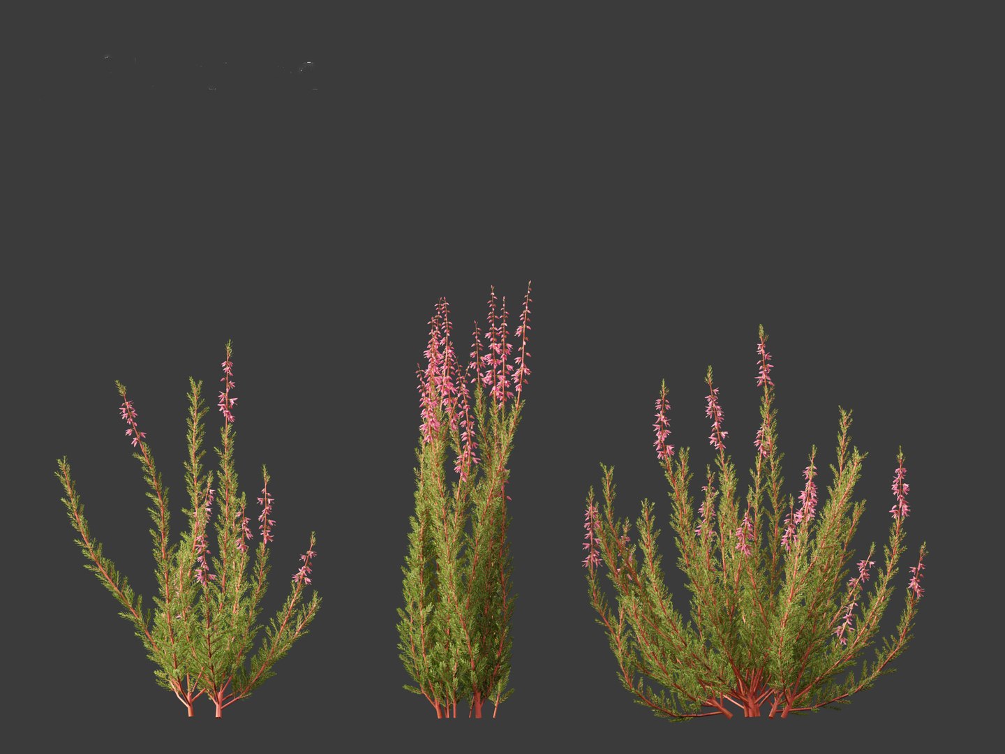 Calluna vulgaris -Scotch heather 3D https://p.turbosquid.com/ts-thumb/VH/iU7W4t/CC/callunavulgaris016/jpg/1697633978/1920x1080/fit_q87/4094eca8cdb4e17e814bf09750495842dc54985a/callunavulgaris016.jpg