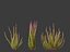 Calluna vulgaris -스카치 헤더