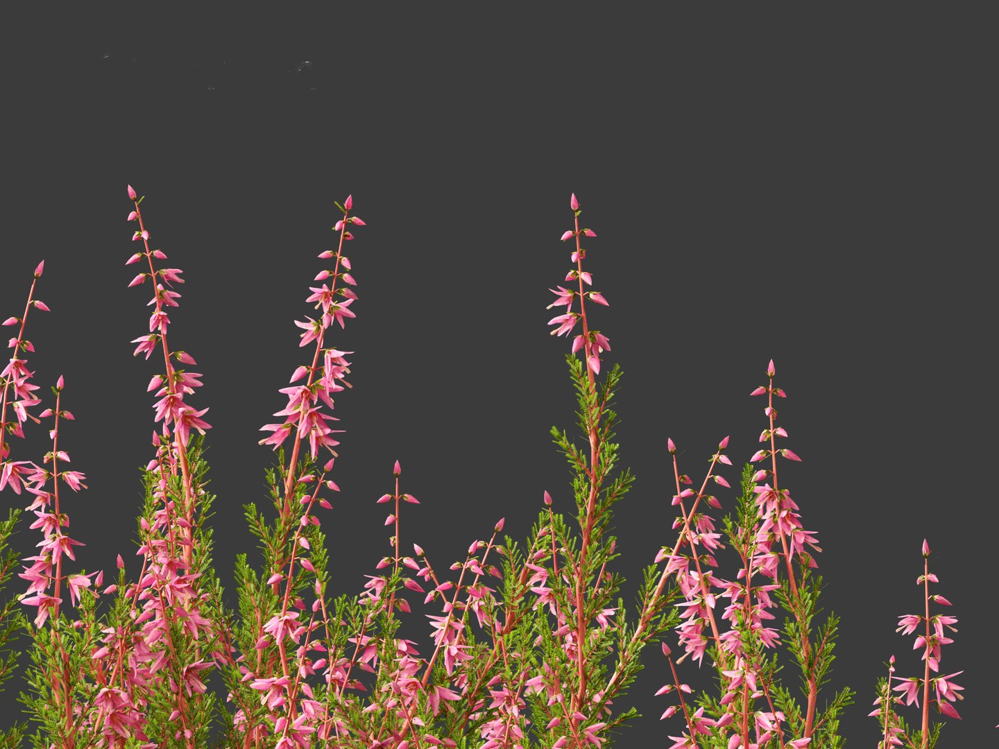 Calluna vulgaris -Scotch heather 3D https://p.turbosquid.com/ts-thumb/VH/iU7W4t/Qz/callunavulgaris0117/jpg/1697634037/1920x1080/fit_q87/7f2fc59095a5358c4eaf6bbb9044dfc7d8e561ee/callunavulgaris0117.jpg