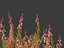 Calluna vulgaris -스카치 헤더