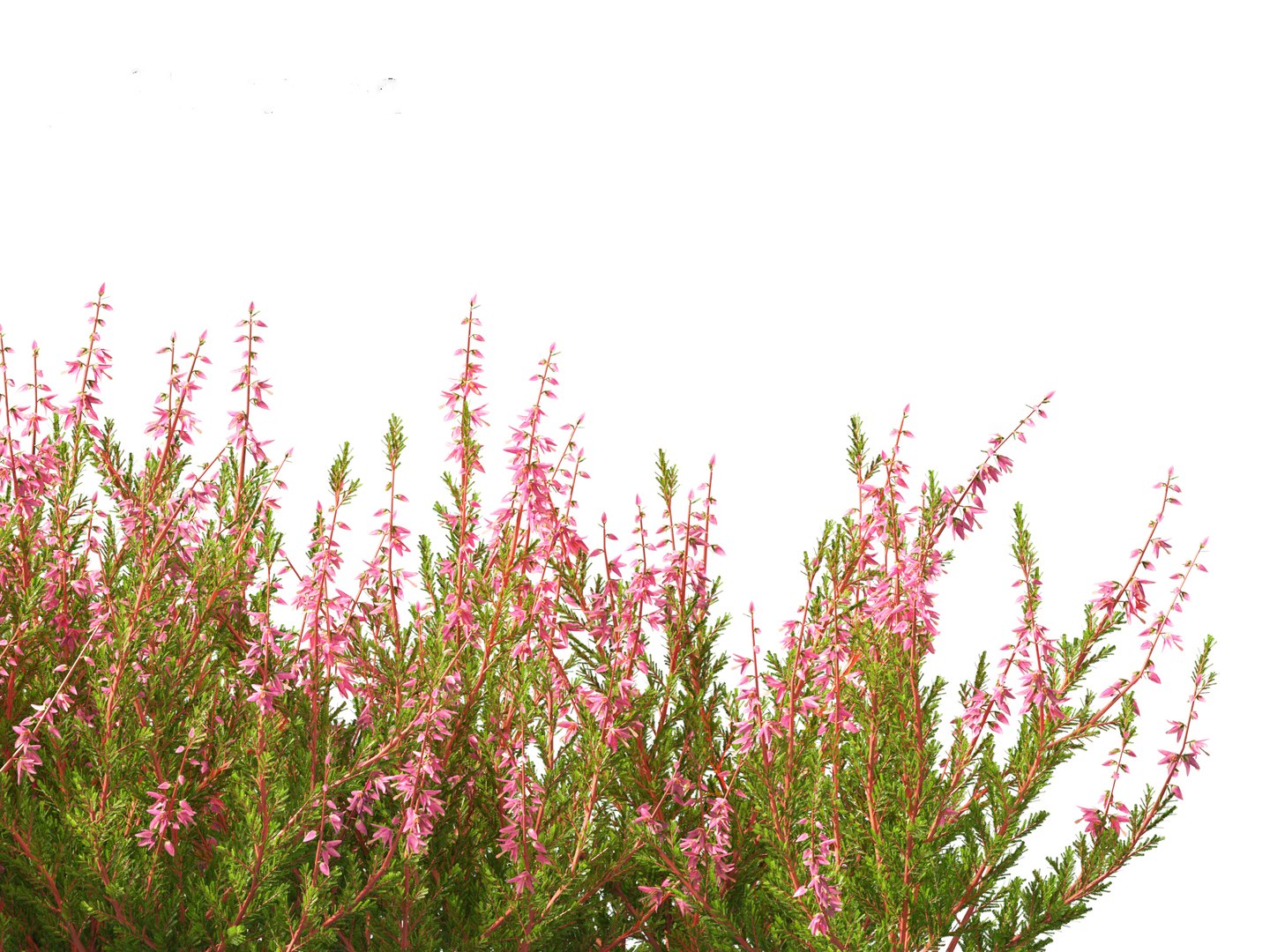 Calluna vulgaris -Scotch heather 3D https://p.turbosquid.com/ts-thumb/VH/iU7W4t/Xj/callunavulgaris0118/jpg/1697634040/1920x1080/fit_q87/b0ff82880160d4b2734fddc37eb88cd596d9deb0/callunavulgaris0118.jpg