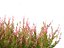 Calluna vulgaris -스카치 헤더