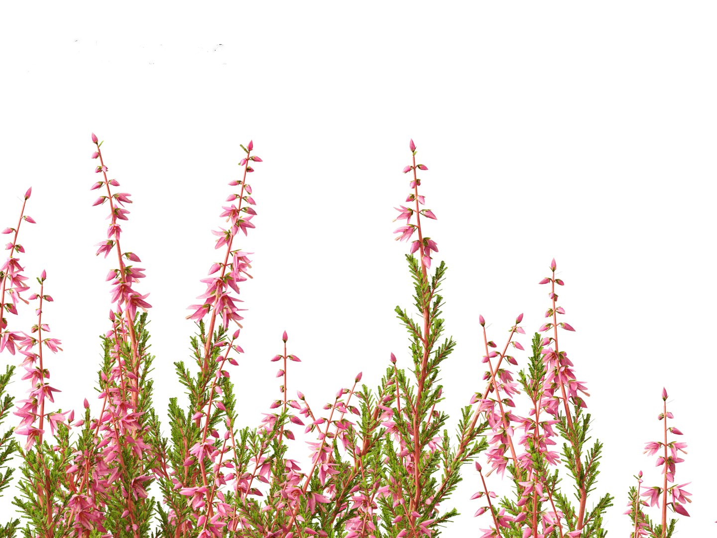 Calluna vulgaris -Scotch heather 3D https://p.turbosquid.com/ts-thumb/VH/iU7W4t/YG/callunavulgaris0116/jpg/1697634035/1920x1080/fit_q87/9a76b01595e6456d1051a0445158c90e55fb3f66/callunavulgaris0116.jpg