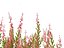 Calluna vulgaris -스카치 헤더