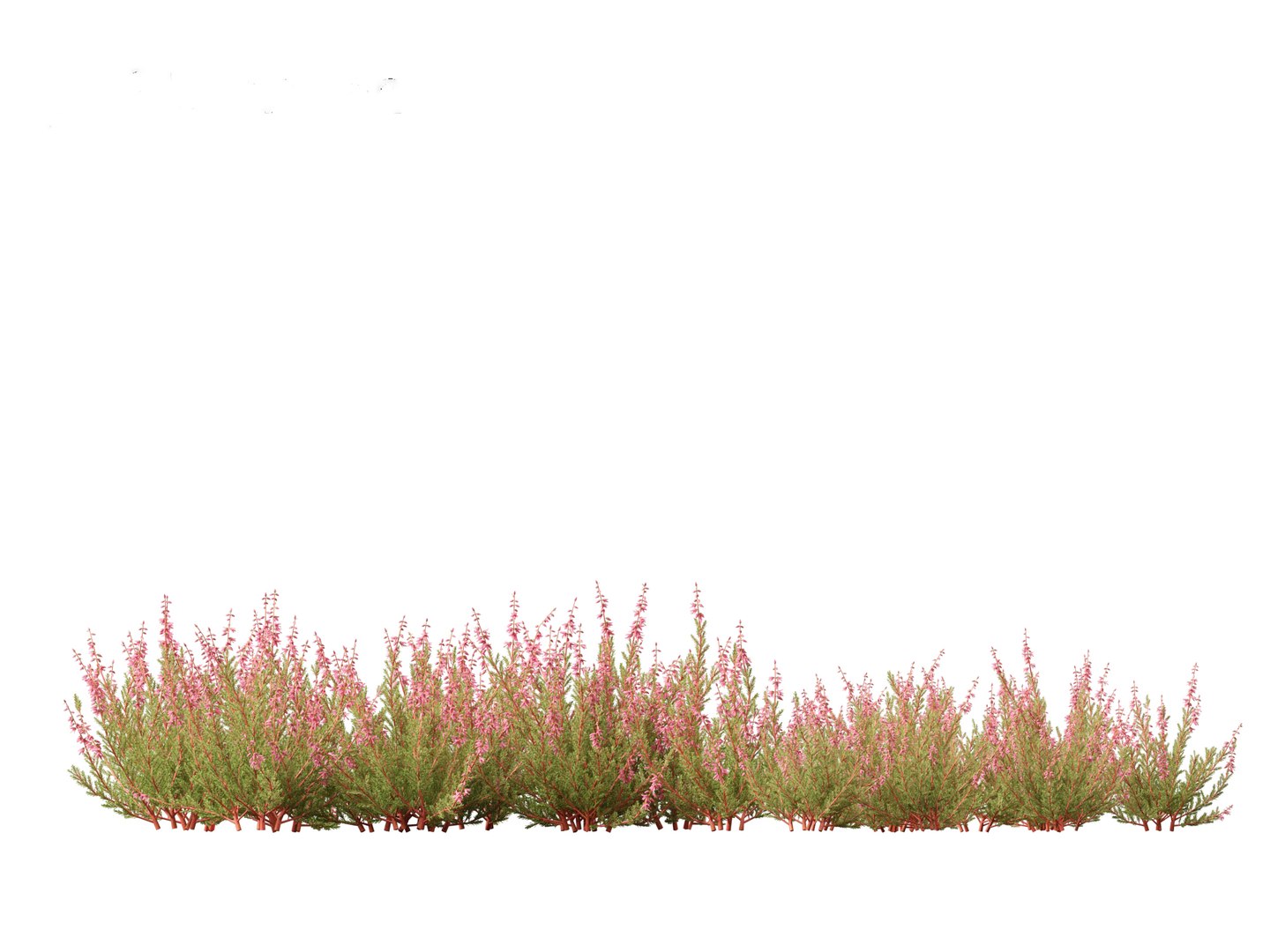 Calluna vulgaris -Scotch heather 3D https://p.turbosquid.com/ts-thumb/VH/iU7W4t/bT/callunavulgaris0113/jpg/1697634016/1920x1080/fit_q87/111804caf74c23911dfc8e3e42d941470ea244ba/callunavulgaris0113.jpg