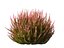 Calluna vulgaris -스카치 헤더