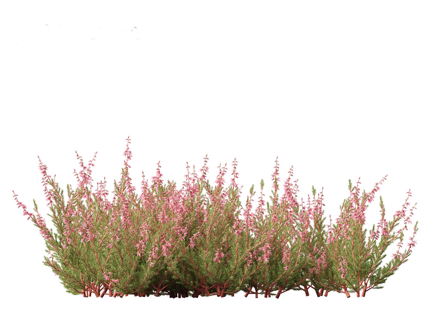 Calluna vulgaris -Scotch heather 3D https://p.turbosquid.com/ts-thumb/VH/iU7W4t/cb/callunavulgaris017/jpg/1697633983/1920x1080/fit_q87/10de34545228cfa1e4247c85e82a7c577f49388e/callunavulgaris017.jpg