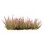Calluna vulgaris -스카치 헤더