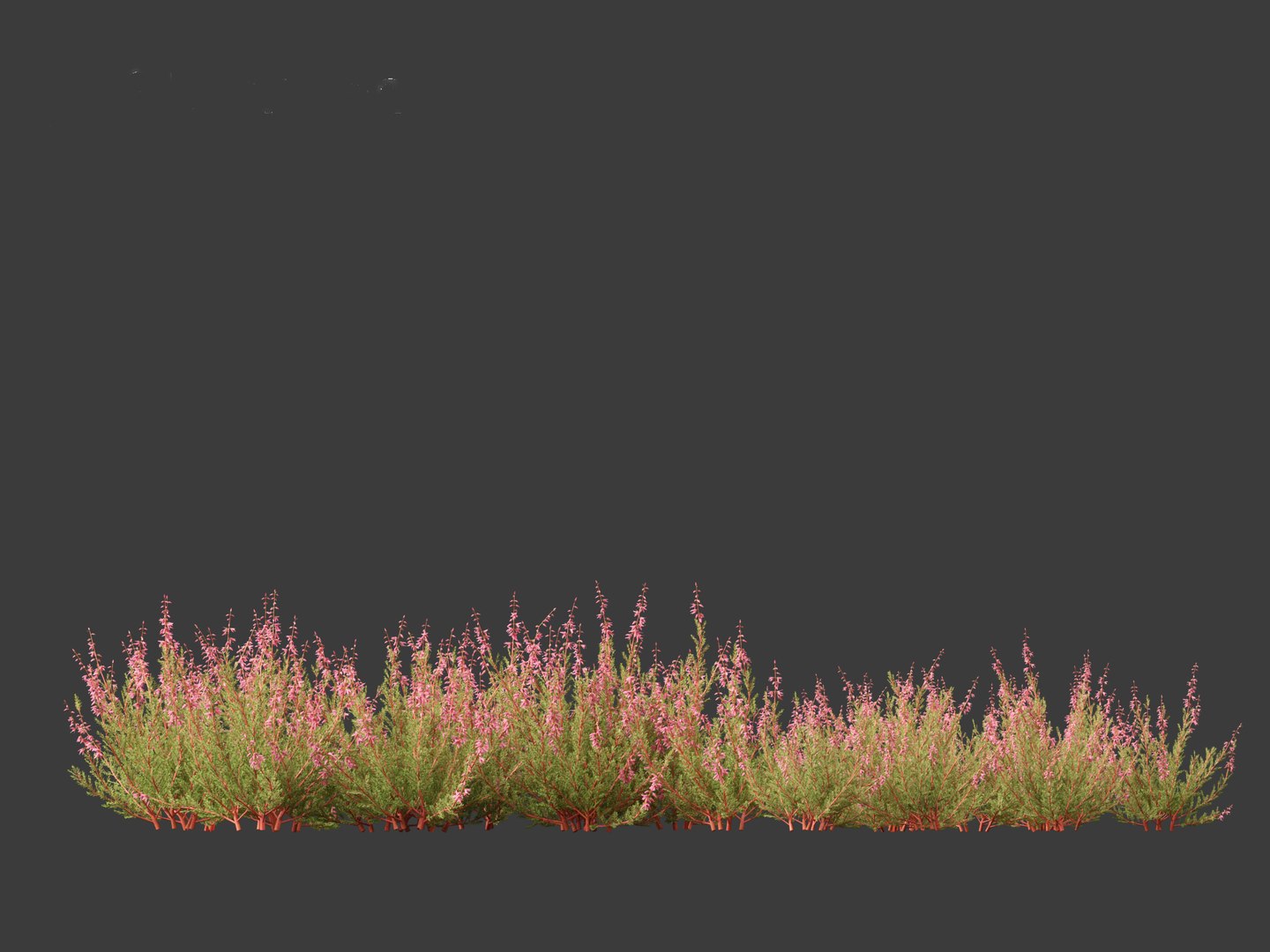 Calluna vulgaris -Scotch heather 3D https://p.turbosquid.com/ts-thumb/VH/iU7W4t/fg/callunavulgaris0112/jpg/1697634013/1920x1080/fit_q87/244a53e6a48f5eeea97e250d0c20023493450217/callunavulgaris0112.jpg