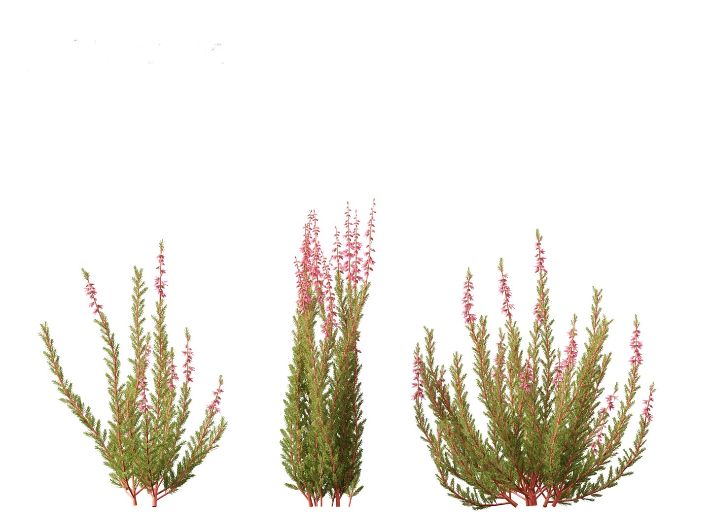 Calluna vulgaris -Scotch heather 3D https://p.turbosquid.com/ts-thumb/VH/iU7W4t/h3/callunavulgaris015/jpg/1697633973/1920x1080/fit_q87/971b7562a5c66d4072be3d881bcbe6b03bdbc428/callunavulgaris015.jpg