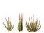 Calluna vulgaris -스카치 헤더