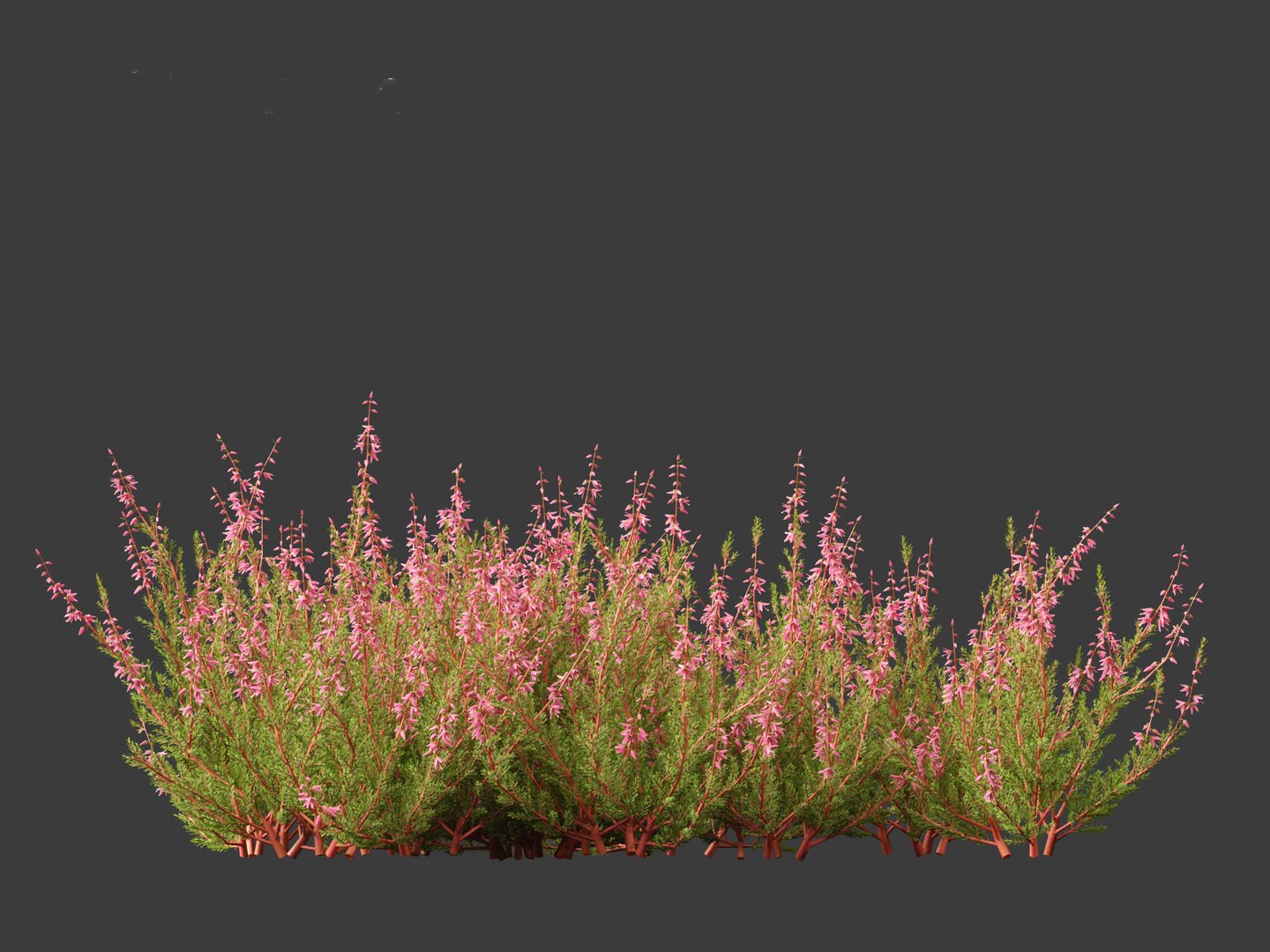 Calluna vulgaris -Scotch heather 3D https://p.turbosquid.com/ts-thumb/VH/iU7W4t/iy/callunavulgaris018/jpg/1697633987/1920x1080/fit_q87/e01e9e21e87d02bca6a7aeccd285592e5697058d/callunavulgaris018.jpg