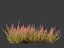 Calluna vulgaris -스카치 헤더