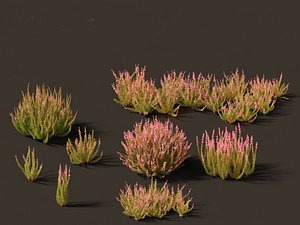 Calluna vulgaris -Scotch heather 3D