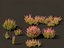 Calluna vulgaris -스카치 헤더