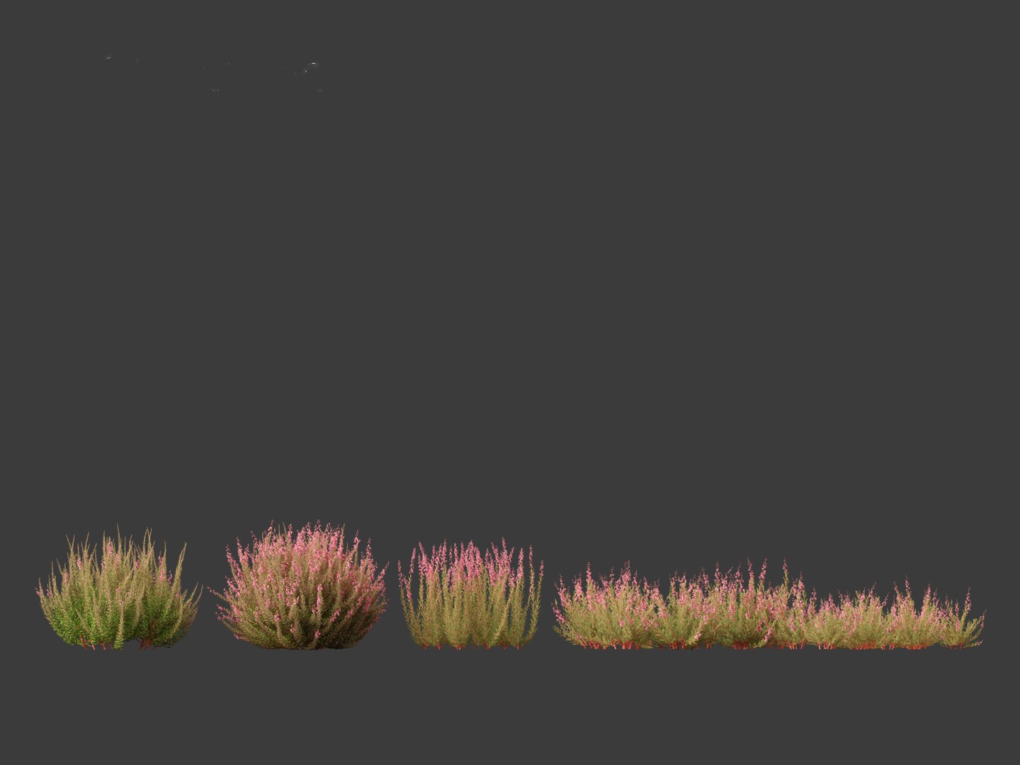 Calluna vulgaris -Scotch heather 3D https://p.turbosquid.com/ts-thumb/VH/iU7W4t/ug/callunavulgaris0110/jpg/1697634000/1920x1080/fit_q87/010f620379f4acad557623760a5cca39f574ea04/callunavulgaris0110.jpg