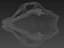 cat skull 3D model
