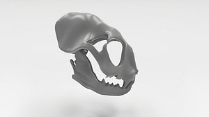 Cat Skull