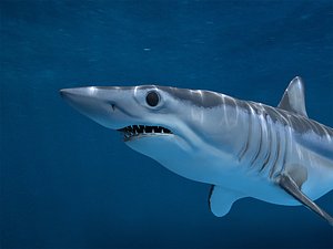 3D shortfin mako shark model