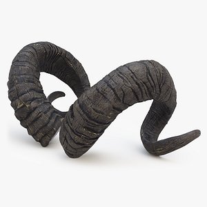 Sawed off Mountain Ram Horns Black