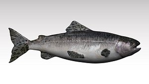 Rigged salmon fish 3D