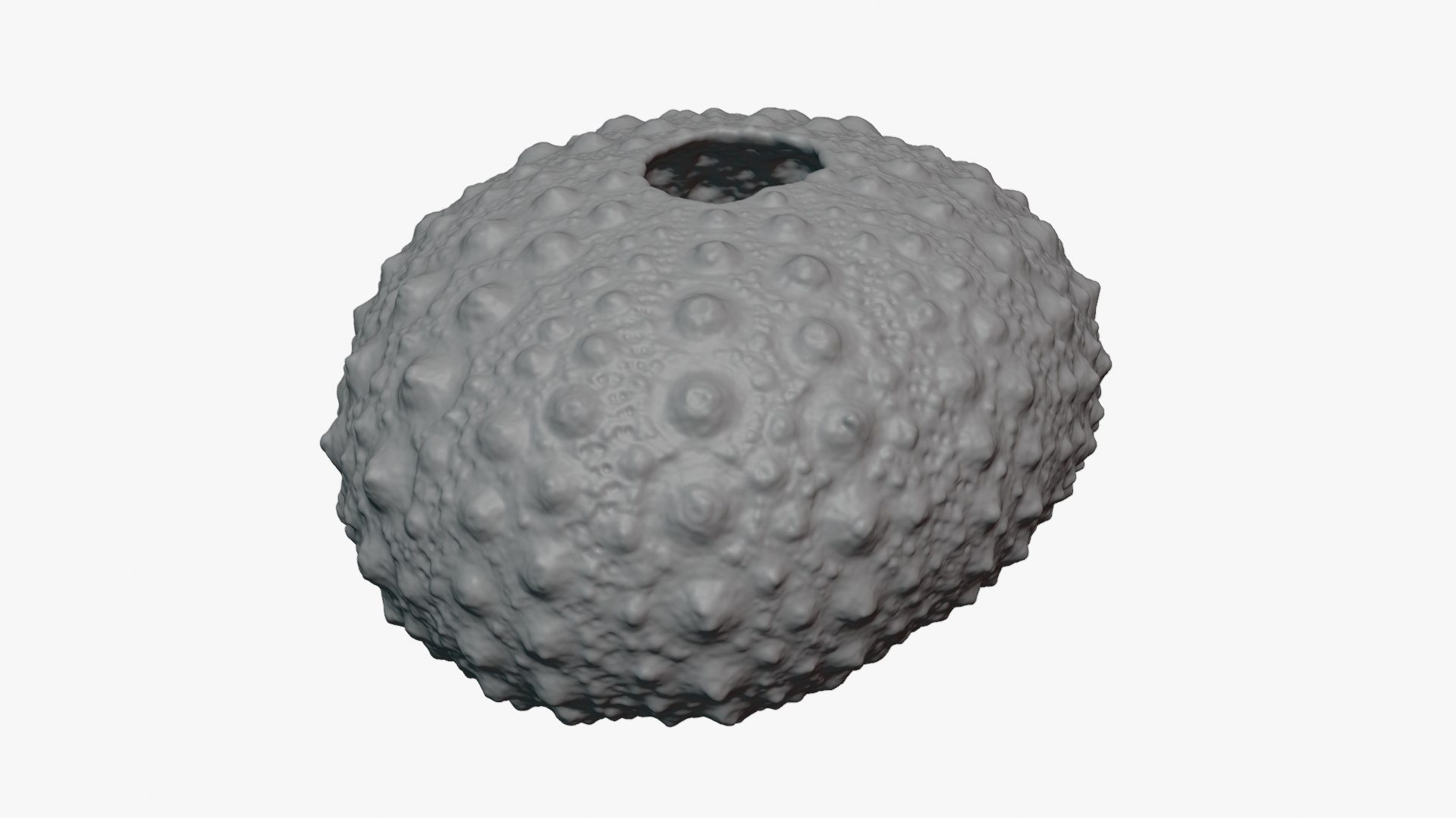 3D Sea Urchin 01  - For 3D Print model https://p.turbosquid.com/ts-thumb/VH/v1ZIRs/8W/seaurchin01_0008/png/1762002695/1920x1080/fit_q87/405ca12dab3662a8508b27ba891e0658752f939c/seaurchin01_0008.jpg