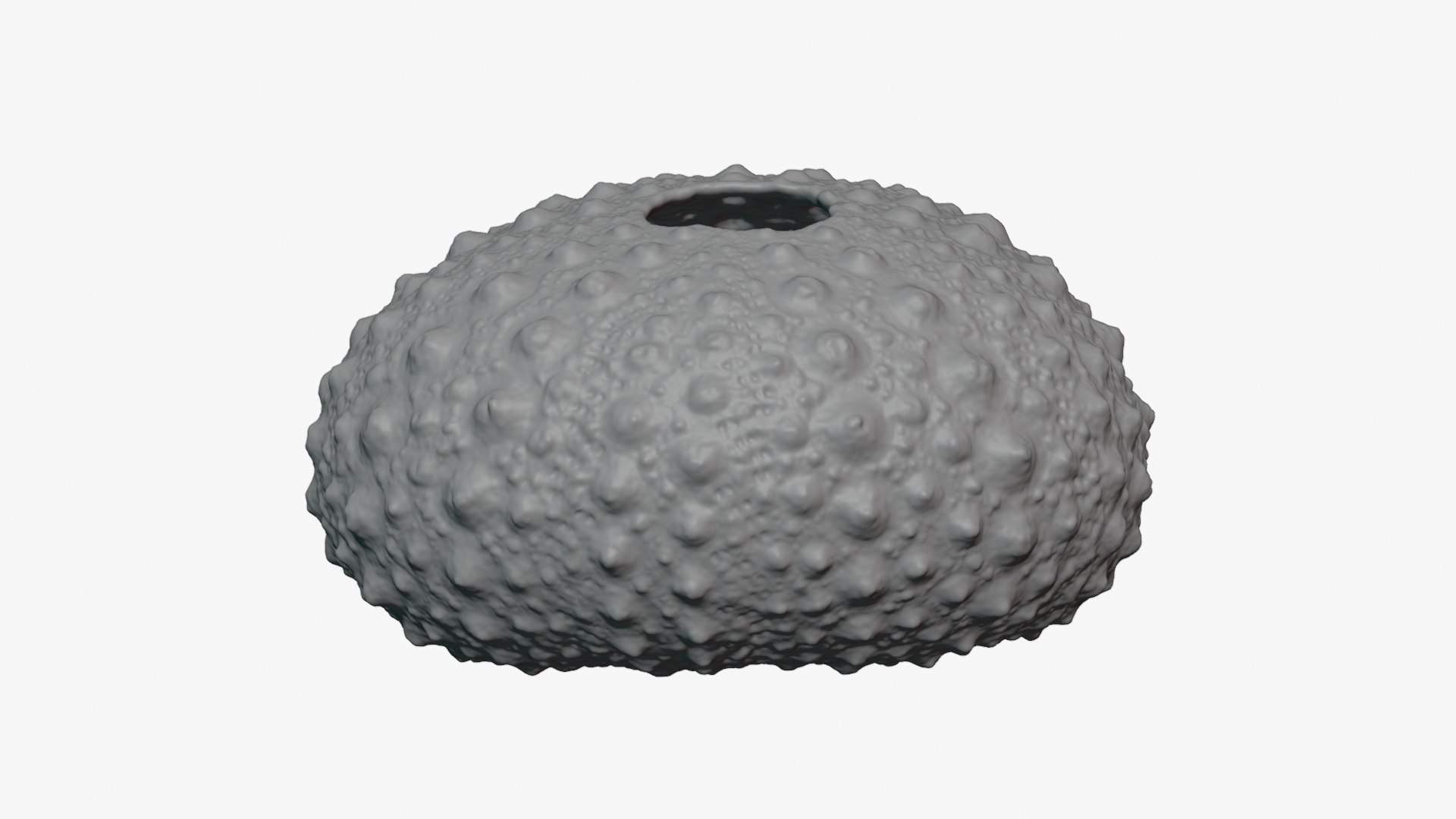 3D Sea Urchin 01  - For 3D Print model https://p.turbosquid.com/ts-thumb/VH/v1ZIRs/Ln/seaurchin01_0002/png/1762002681/1920x1080/fit_q87/9578777c5e224ca38bd64c7da0d37ff52fa059da/seaurchin01_0002.jpg