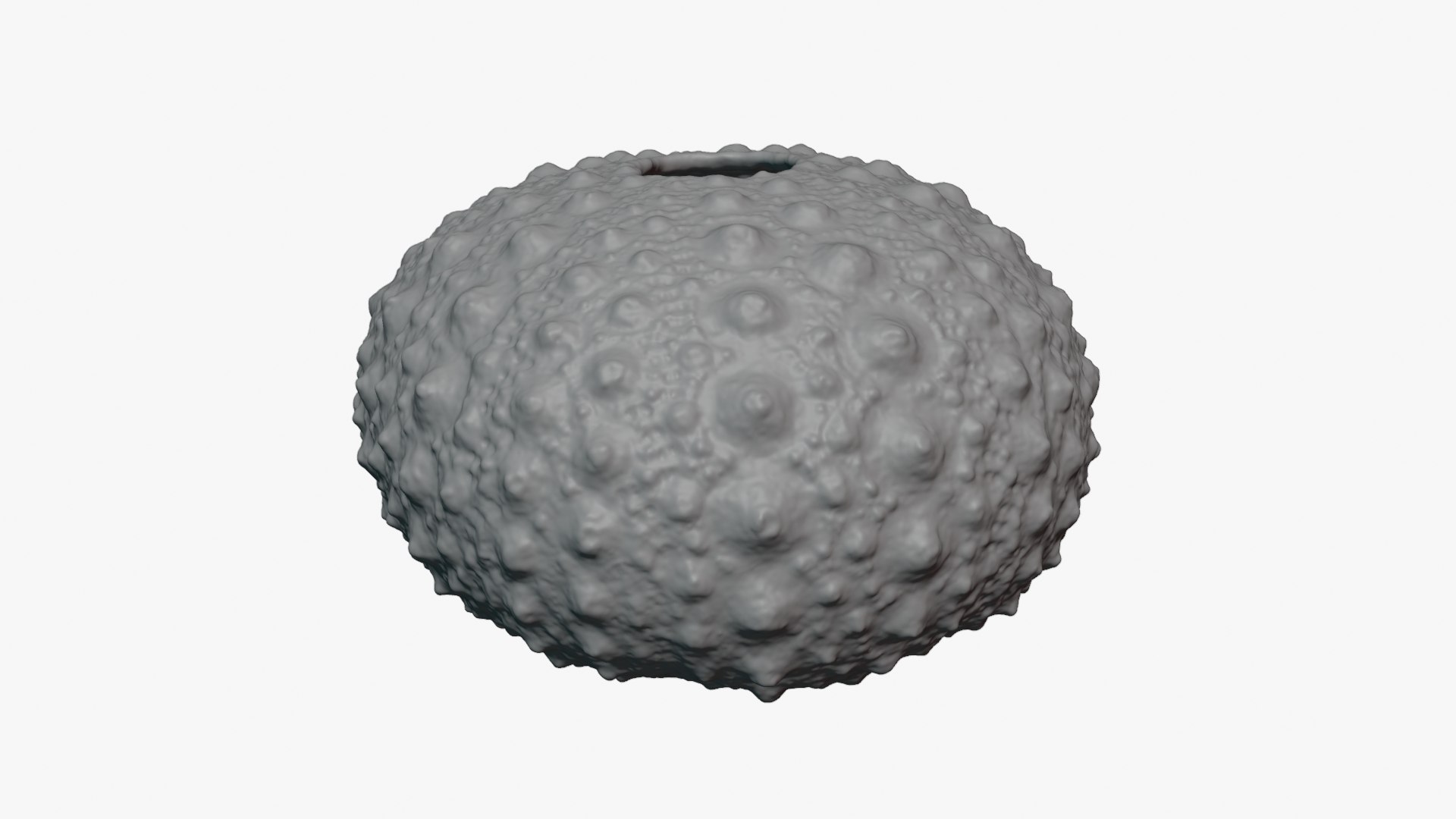 3D Sea Urchin 01  - For 3D Print model https://p.turbosquid.com/ts-thumb/VH/v1ZIRs/MA/seaurchin01_0004/png/1762002688/1920x1080/fit_q87/28effcba0a39c3ea2e5409203211fb399bdf927d/seaurchin01_0004.jpg