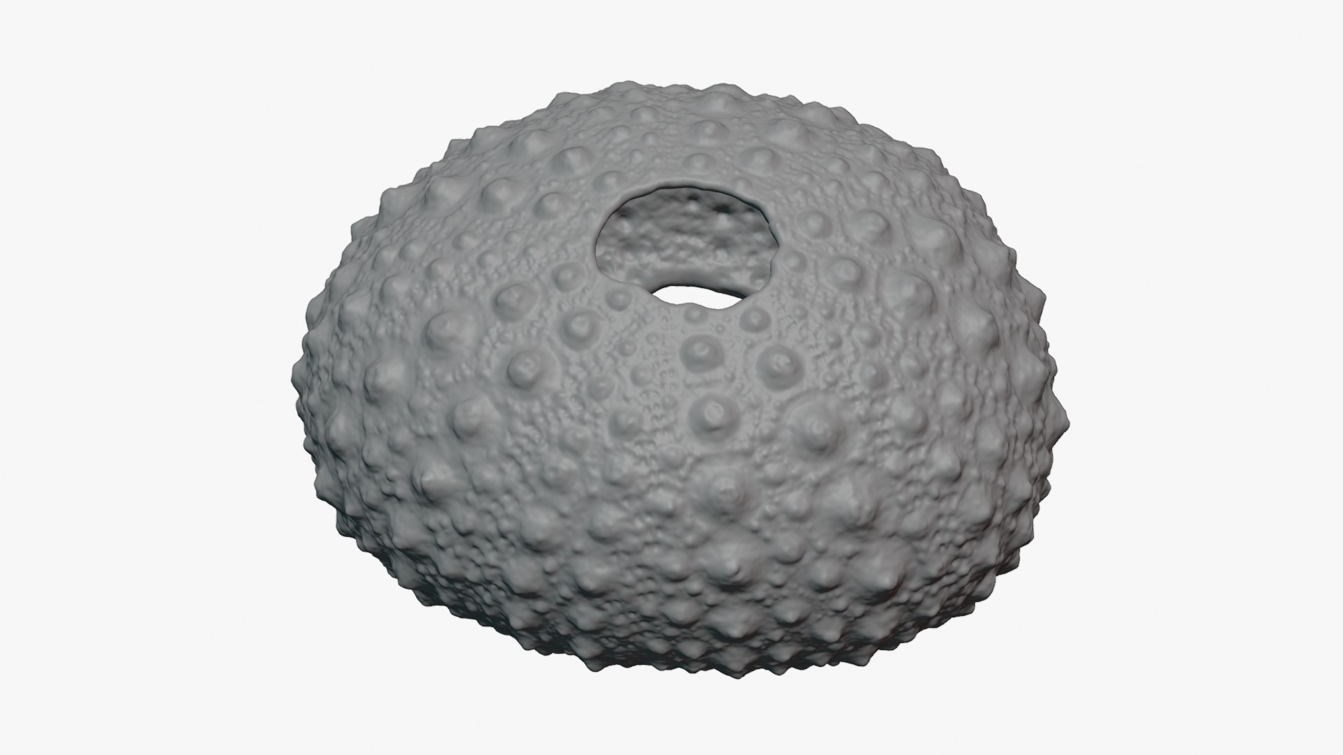 3D Sea Urchin 01  - For 3D Print model https://p.turbosquid.com/ts-thumb/VH/v1ZIRs/Mo/seaurchin01_0009/png/1762002699/1920x1080/fit_q87/857fa21fae5d59180d6005fc684b02e170c661c6/seaurchin01_0009.jpg