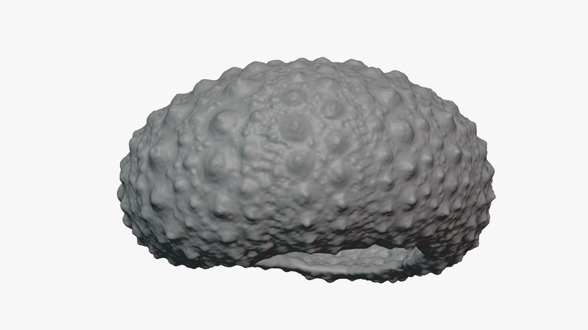 3D Sea Urchin 01  - For 3D Print model https://p.turbosquid.com/ts-thumb/VH/v1ZIRs/YG/seaurchin01_0010/png/1762002700/1920x1080/fit_q87/534570c3127088cbbc0b91622b4a4c1c3ccb6ec7/seaurchin01_0010.jpg