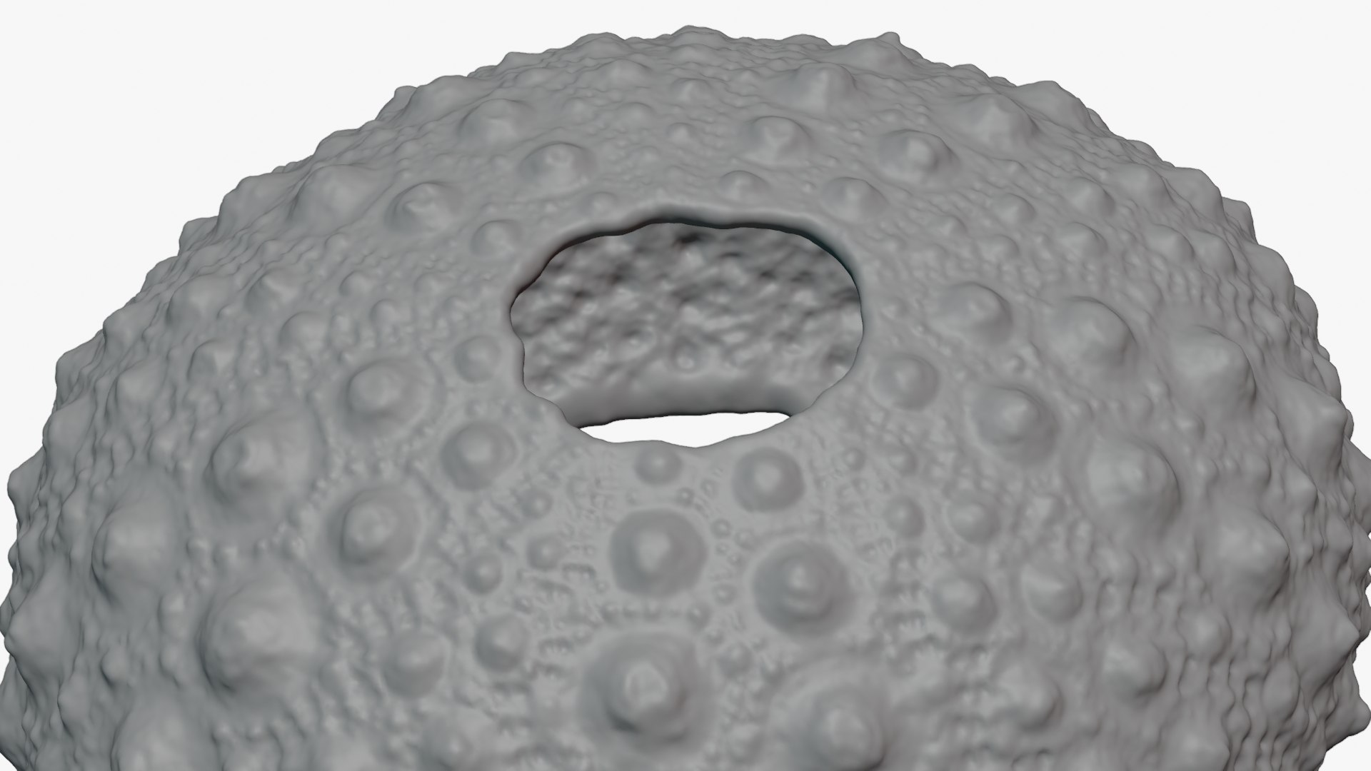 3D Sea Urchin 01  - For 3D Print model https://p.turbosquid.com/ts-thumb/VH/v1ZIRs/hM/seaurchin01_0012/png/1762002706/1920x1080/fit_q87/140d1d7bca69f2274c379f61533d5a3d21051e2f/seaurchin01_0012.jpg