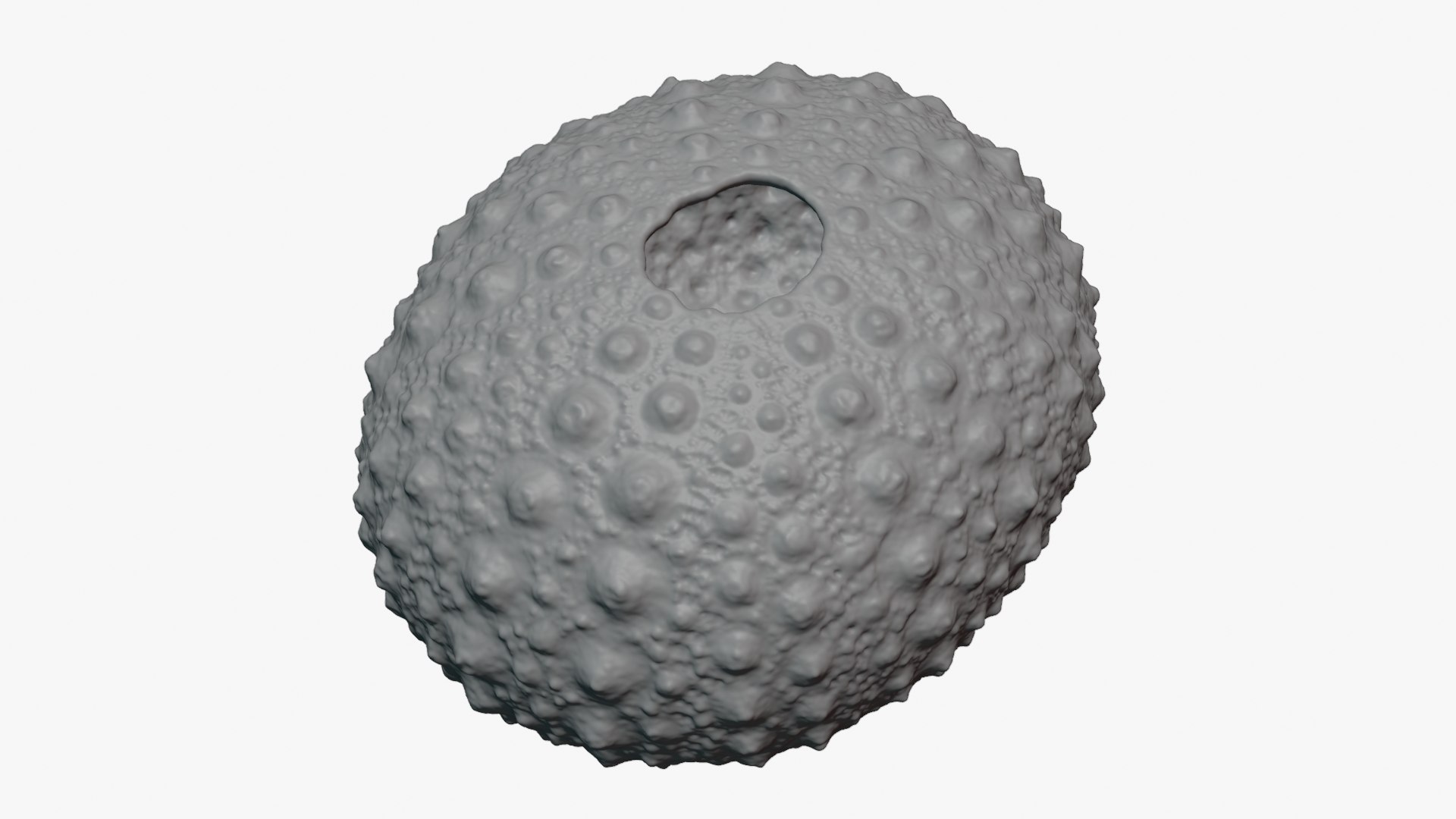 3D Sea Urchin 01  - For 3D Print model https://p.turbosquid.com/ts-thumb/VH/v1ZIRs/mO/seaurchin01_0011/png/1762002840/1920x1080/fit_q87/b0c5a01b206a6c53129ef15c18ca5b0b056b058e/seaurchin01_0011.jpg