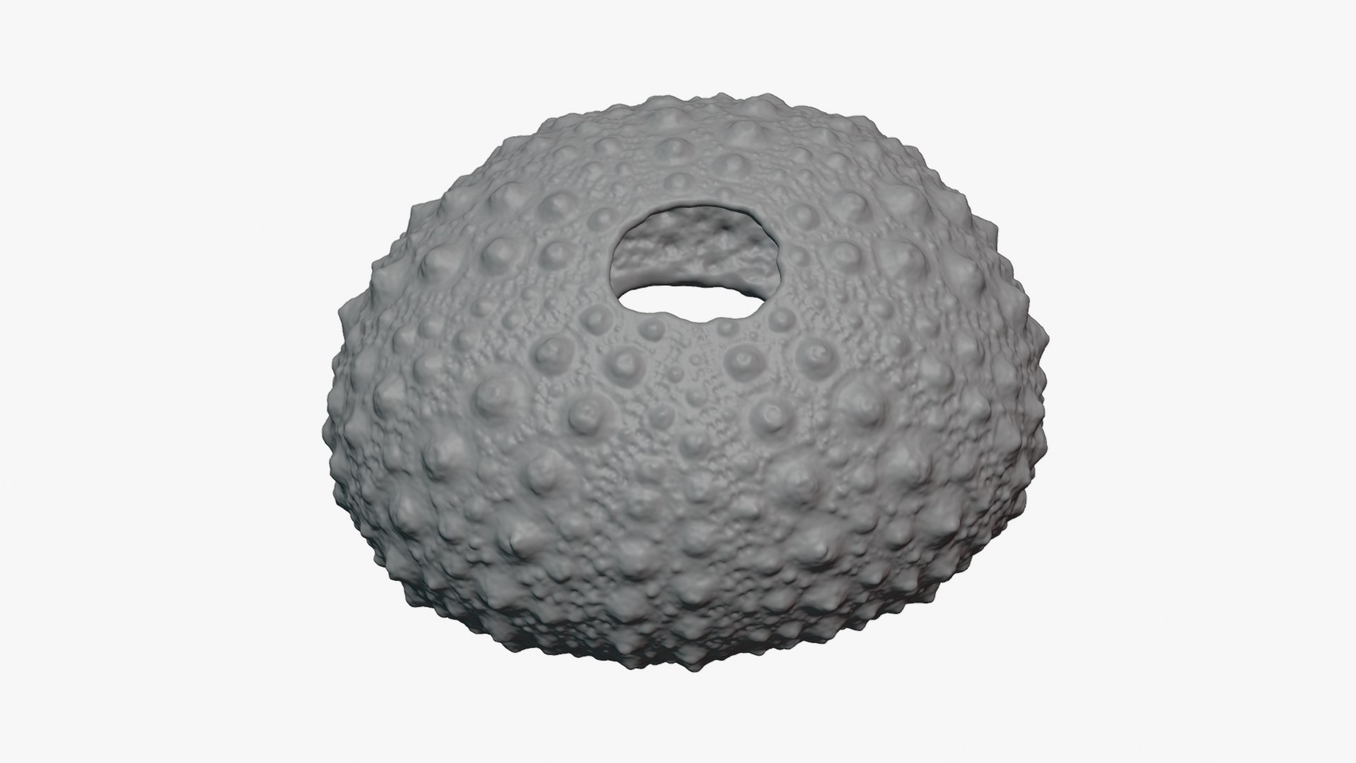 3D Sea Urchin 01  - For 3D Print model https://p.turbosquid.com/ts-thumb/VH/v1ZIRs/zJ/seaurchin01_0005/png/1762002689/1920x1080/fit_q87/84f725988e2cbc0554f73bdaeda981daeb51f32f/seaurchin01_0005.jpg