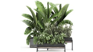 3D Houseplants in a black pot for the interior 914