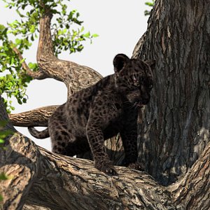 Black Leopard Cub on Ancient Twisted Tree Fur