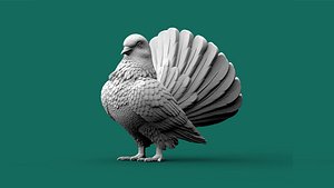 pigeon model