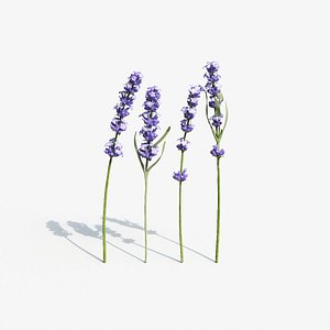 3D Lavandula Plant