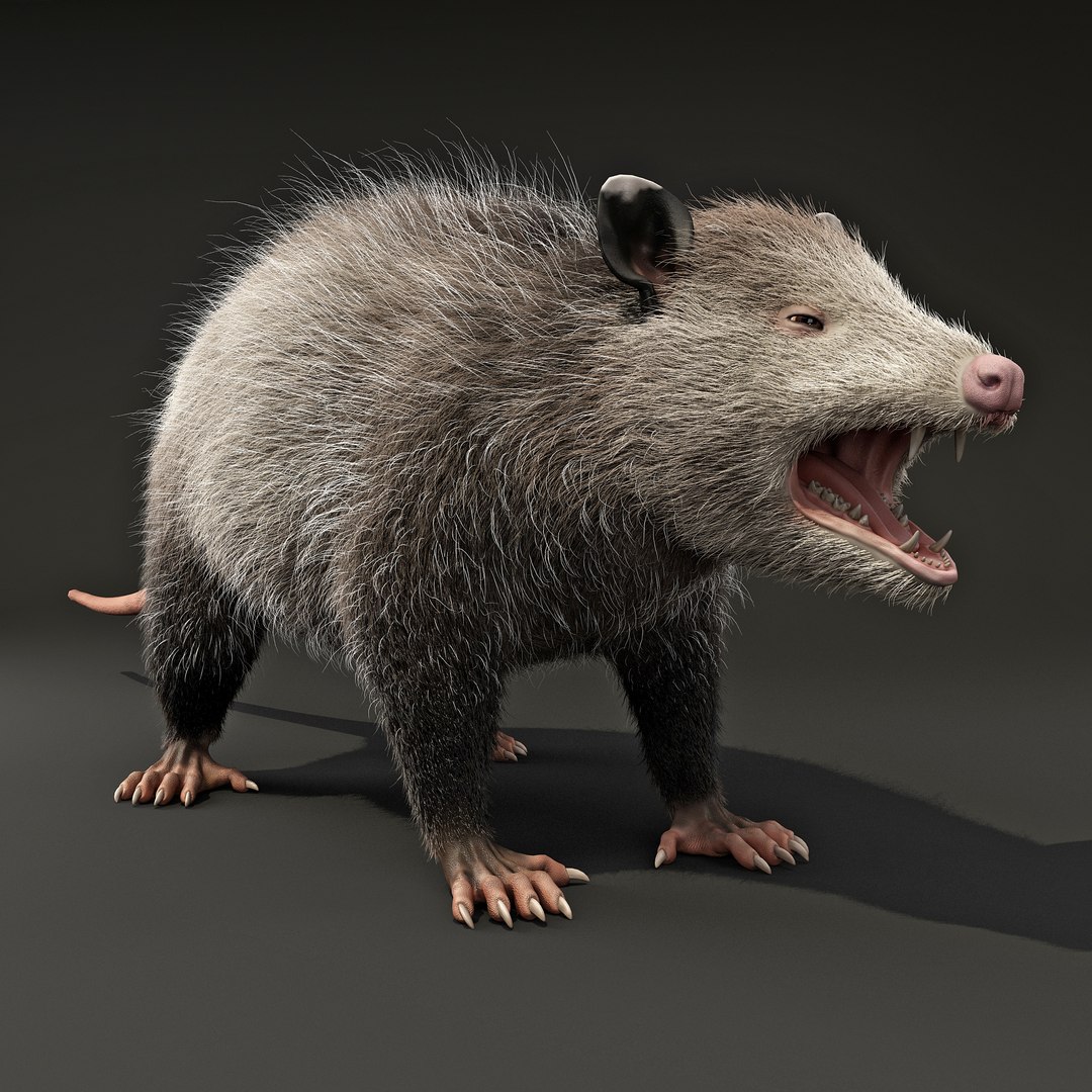 possum max