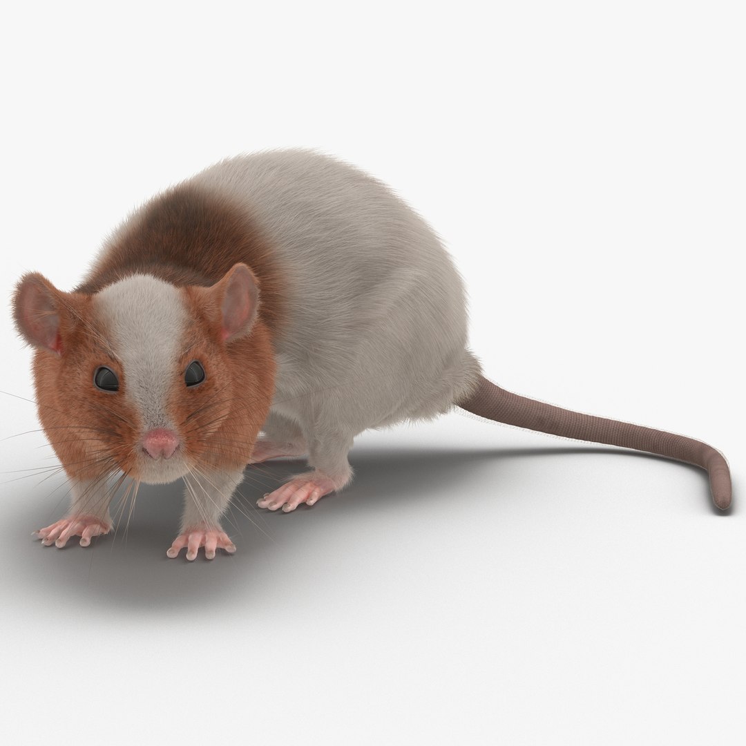 Rat 3 Pose 5 3D Model 3D model preview