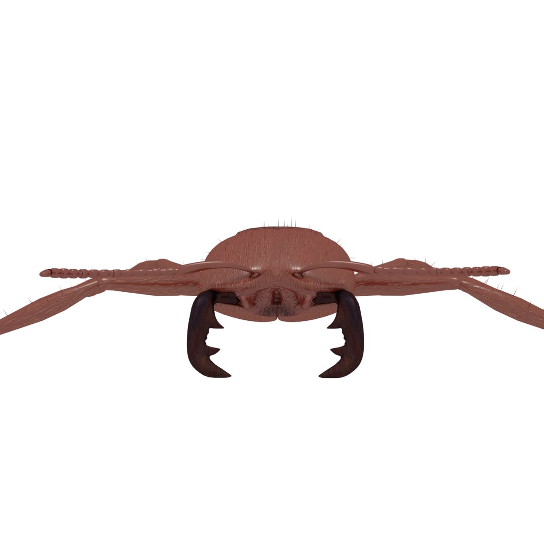 3D army ant worker model https://p.turbosquid.com/ts-thumb/VI/eUPsAm/3Sq4xPfv/0008/png/1506293221/1920x1080/fit_q87/4bf00de8b538939cbd01facf3b7048bf068358a2/0008.jpg