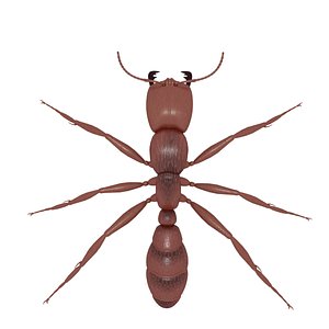 army ant worker