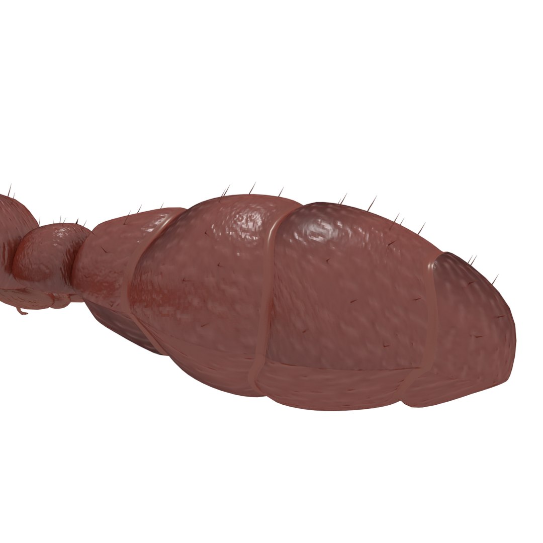 3D army ant worker model https://p.turbosquid.com/ts-thumb/VI/eUPsAm/8MpbzuvW/0015/png/1506293221/1920x1080/fit_q87/3667bb31dc24676726090afccdc04b5d38fd07b7/0015.jpg