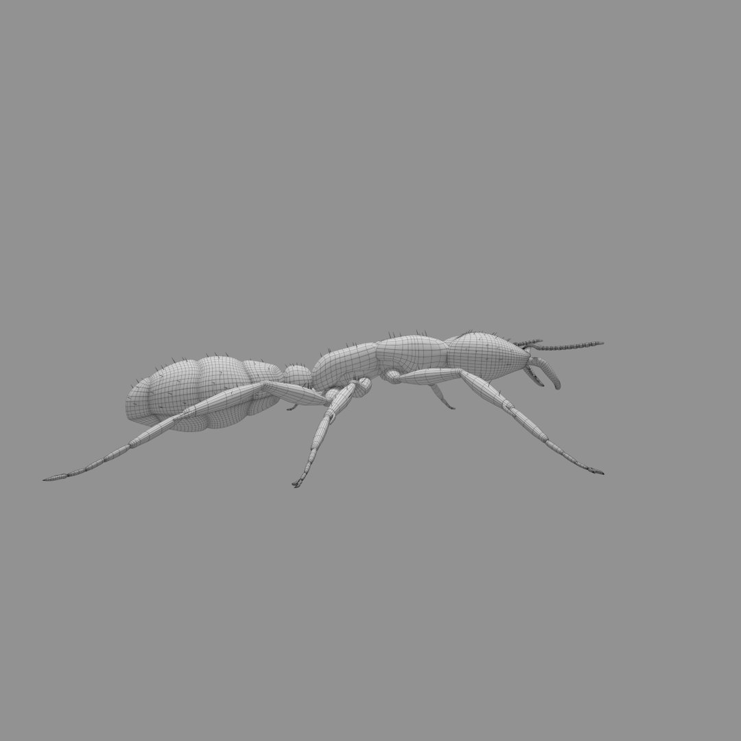 3D army ant worker model https://p.turbosquid.com/ts-thumb/VI/eUPsAm/BVkrSpPs/0001/png/1506293320/1920x1080/fit_q87/4238bac63f501ba68337104fa5c3155756071a01/0001.jpg