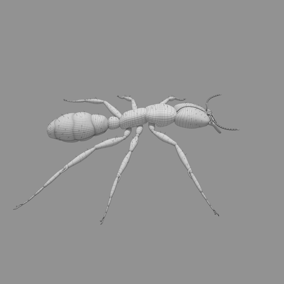 3D army ant worker model https://p.turbosquid.com/ts-thumb/VI/eUPsAm/Jn29LdA9/0002/png/1506293320/1920x1080/fit_q87/553373e19307656aa1bcf743a4bd335f3c230353/0002.jpg