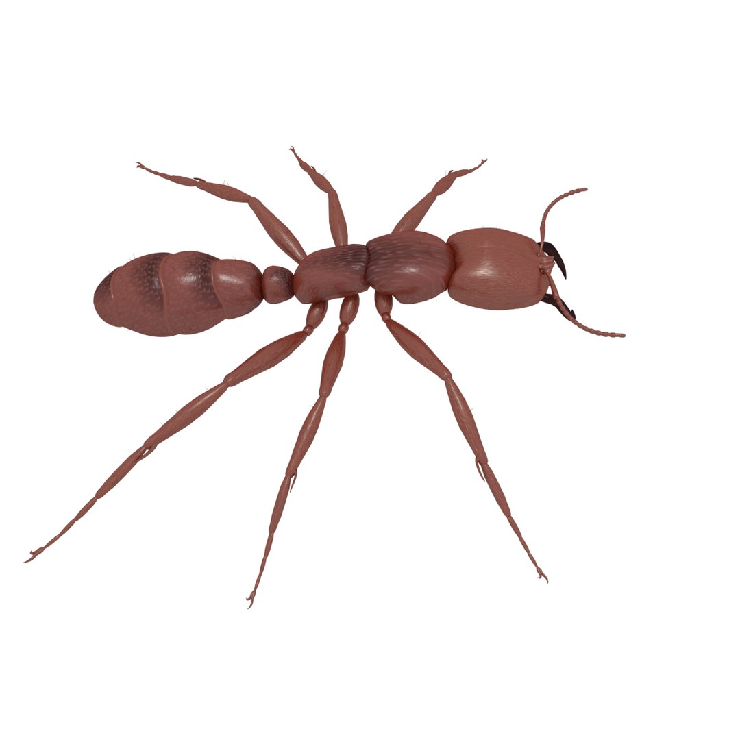 3D army ant worker model https://p.turbosquid.com/ts-thumb/VI/eUPsAm/M4CE9DSK/0003/png/1506293221/1920x1080/fit_q87/dbdb58c5bf274f6093e77888a7cf388d7df72cc8/0003.jpg