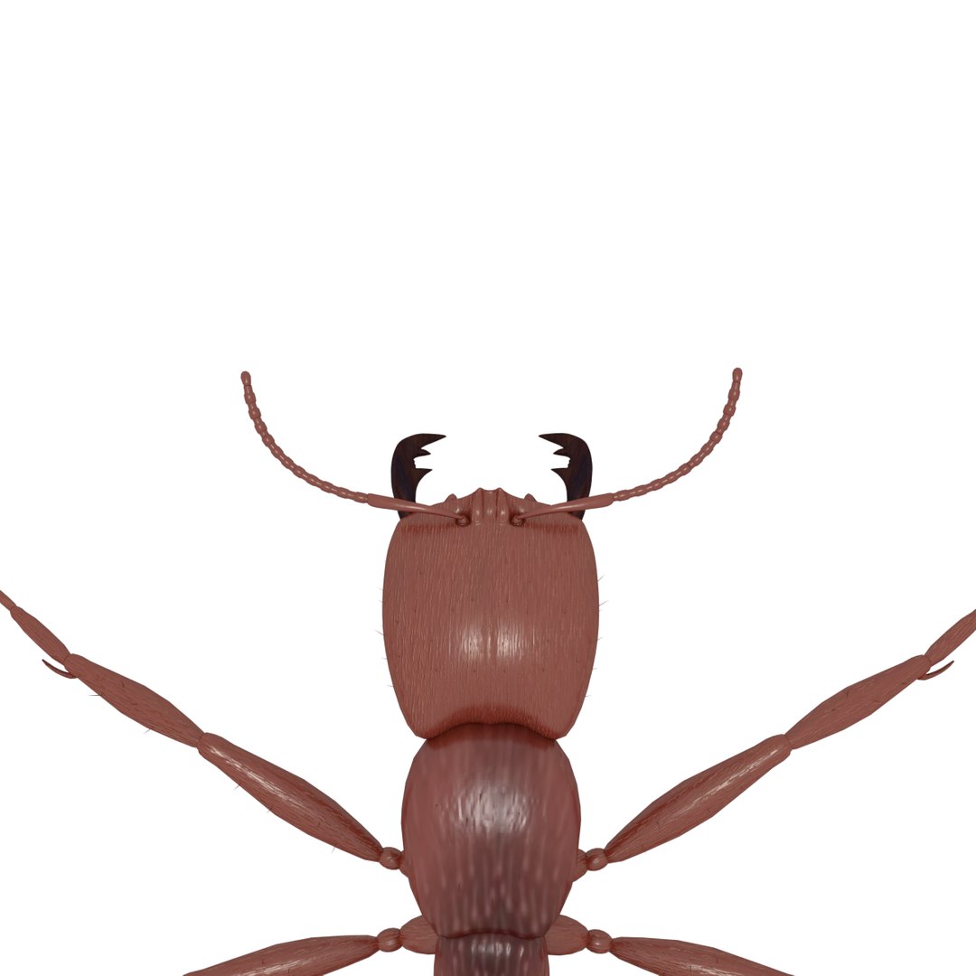3D army ant worker model https://p.turbosquid.com/ts-thumb/VI/eUPsAm/TPOsImGg/0007/png/1506293221/1920x1080/fit_q87/5c8d530254ff99adae37a71a3e67b7bcbb87fe77/0007.jpg