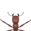 army ant worker