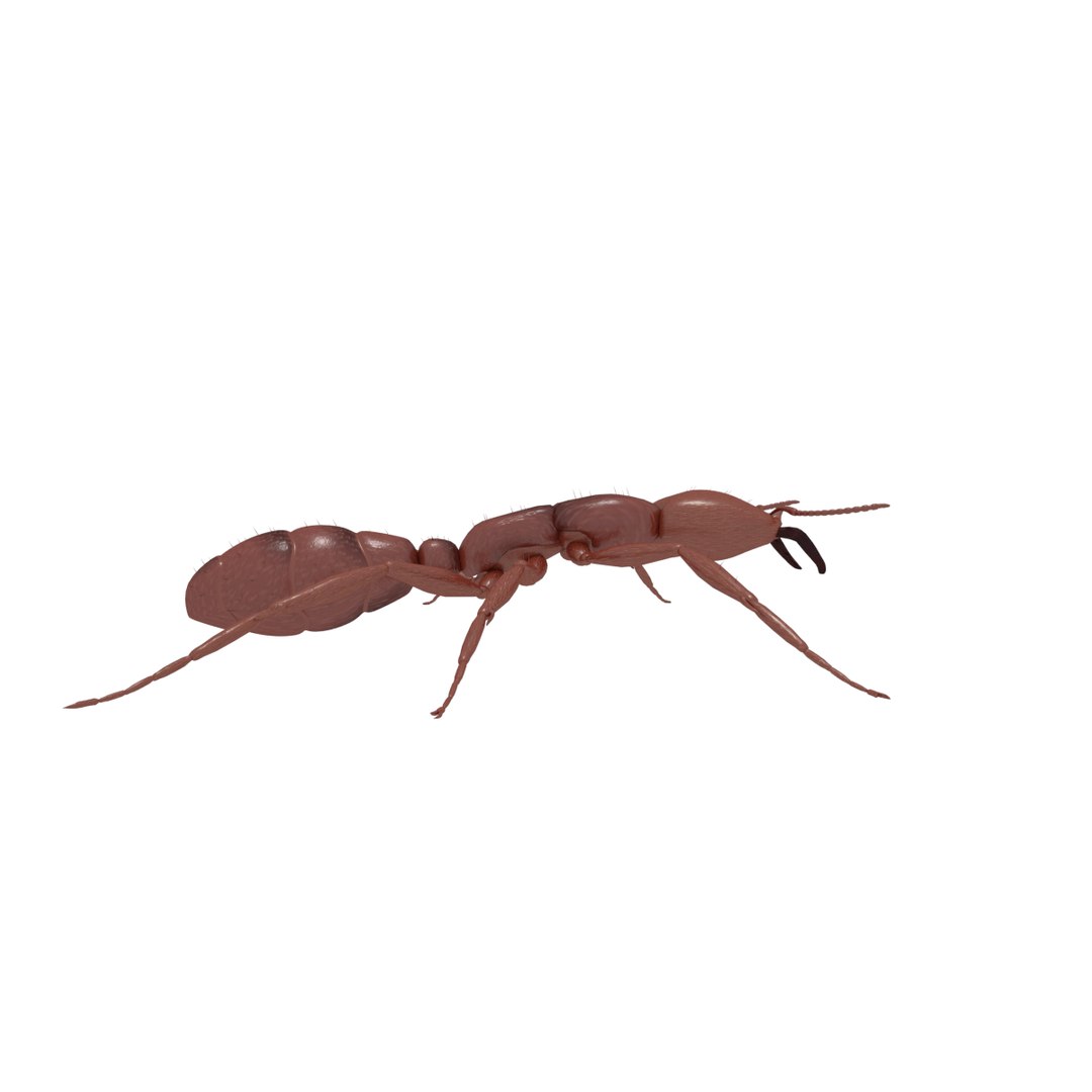 3D army ant worker model https://p.turbosquid.com/ts-thumb/VI/eUPsAm/Uq4nGhEO/0001/png/1506293221/1920x1080/fit_q87/a099adf1c6df002270eb1d8cc88e20199835160f/0001.jpg